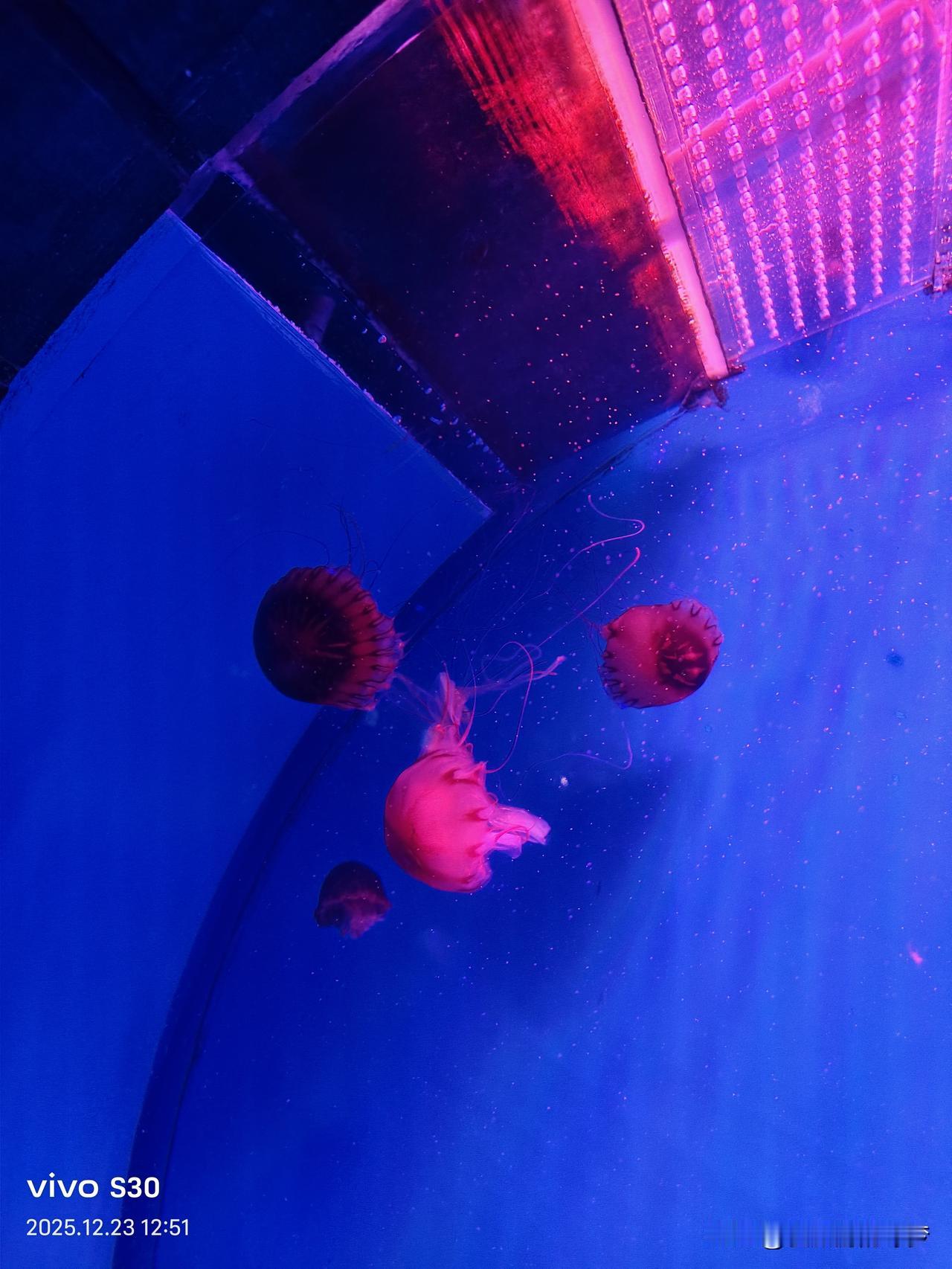 海洋公园的水母