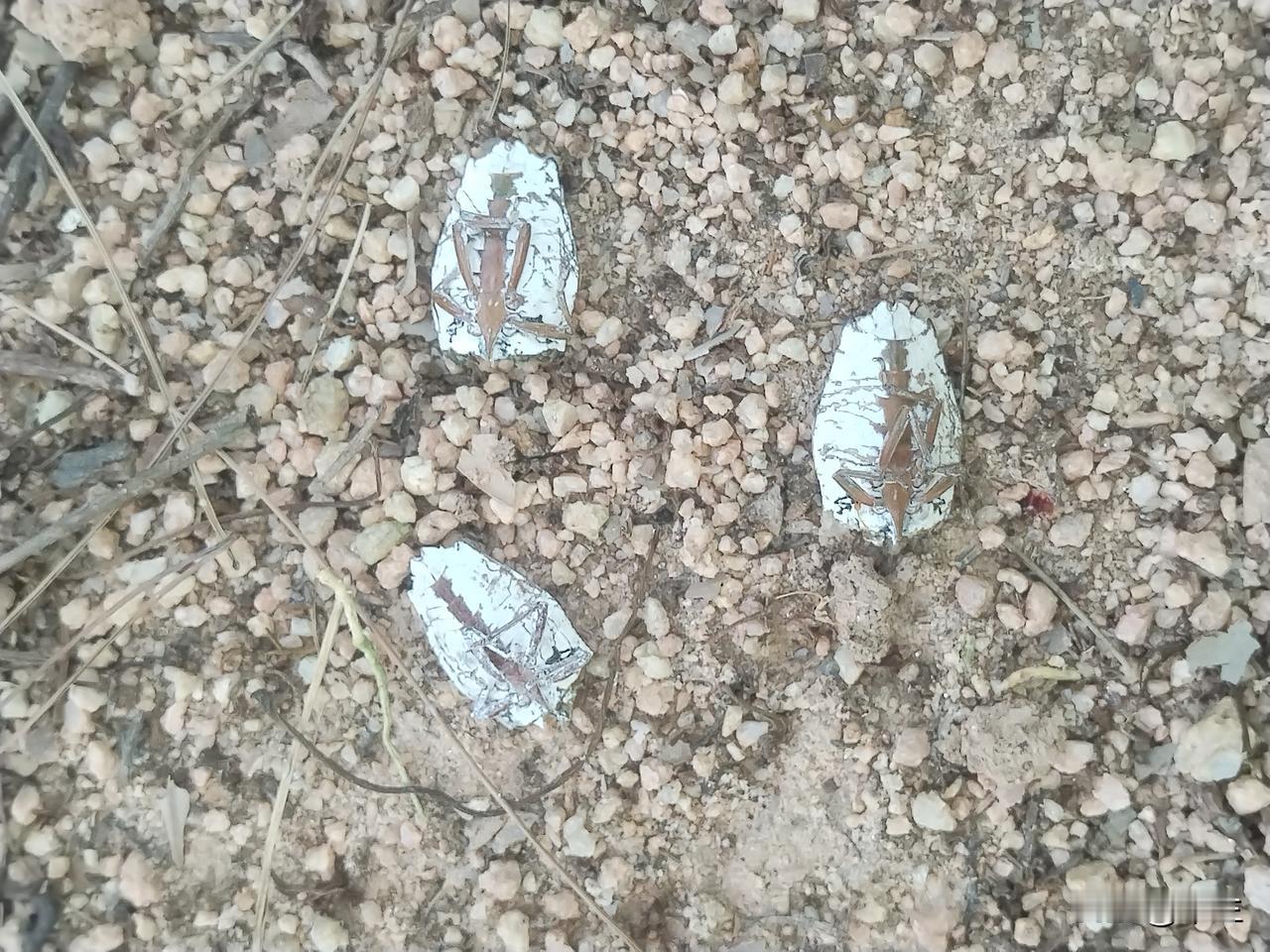 荔枝树掉落的椿象务必清理

近日寒夜低温，椿象纷纷坠于荔枝树根之下，当天气转暖，