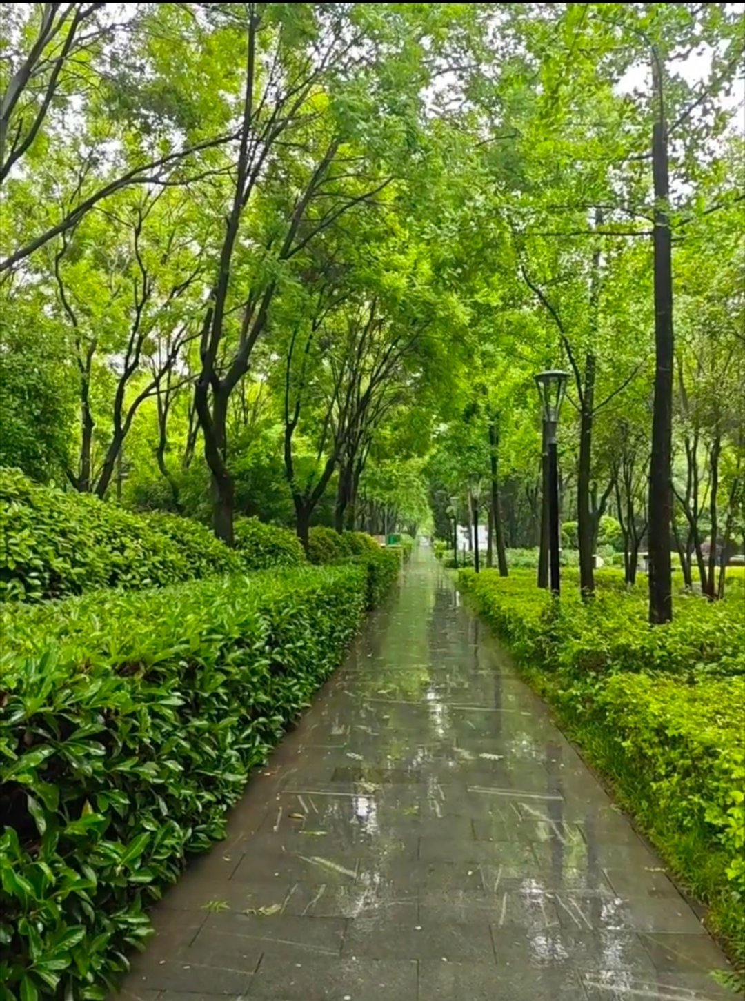 周二清晨伴着绵绵细雨，微风裹着淡淡的湿润凉意，驱散几分困倦。不用赶路匆忙，静静听
