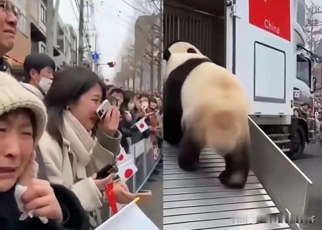 晓晓蕾蕾头也不回登车归国，
日本民众的眼泪根本留不住国宝的归途，
这哪是说再见，