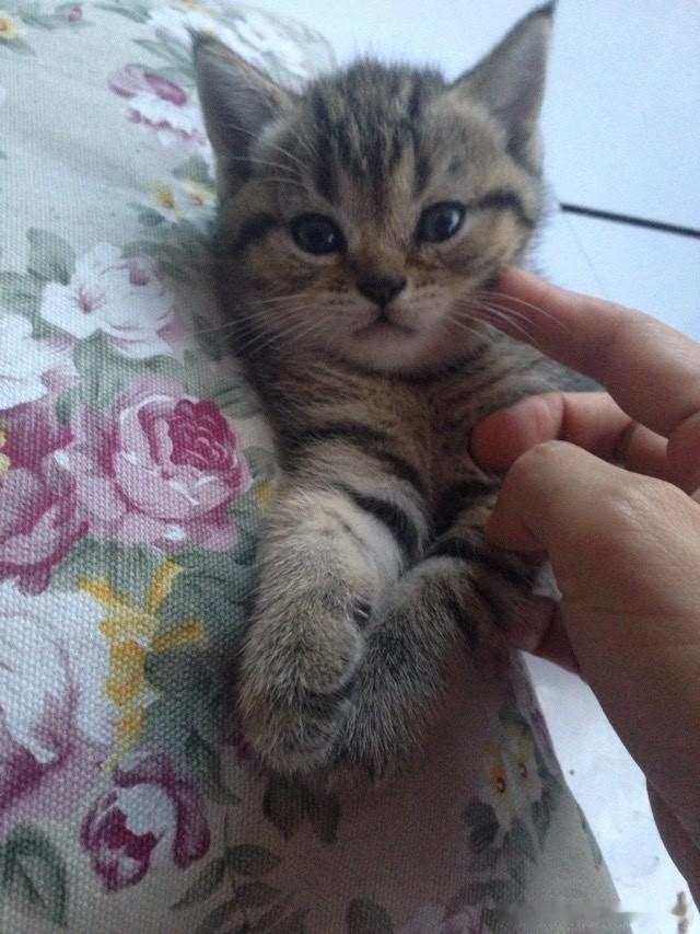 不得了，翻到妹妹猫2014年的小小老子照美好家打造指南lucky家的三傻猫