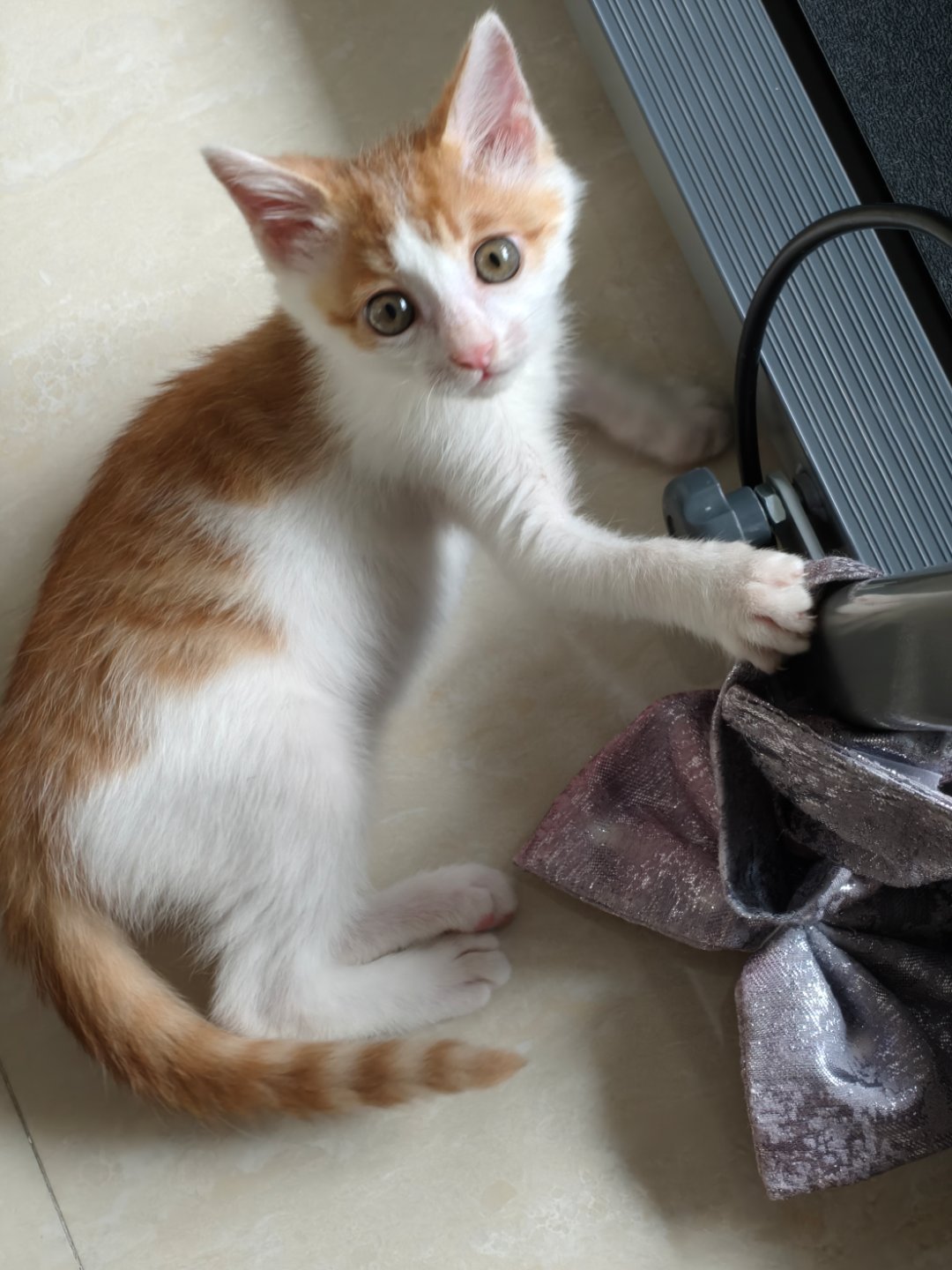 猫师傅你是做什么工作的 ​​​
