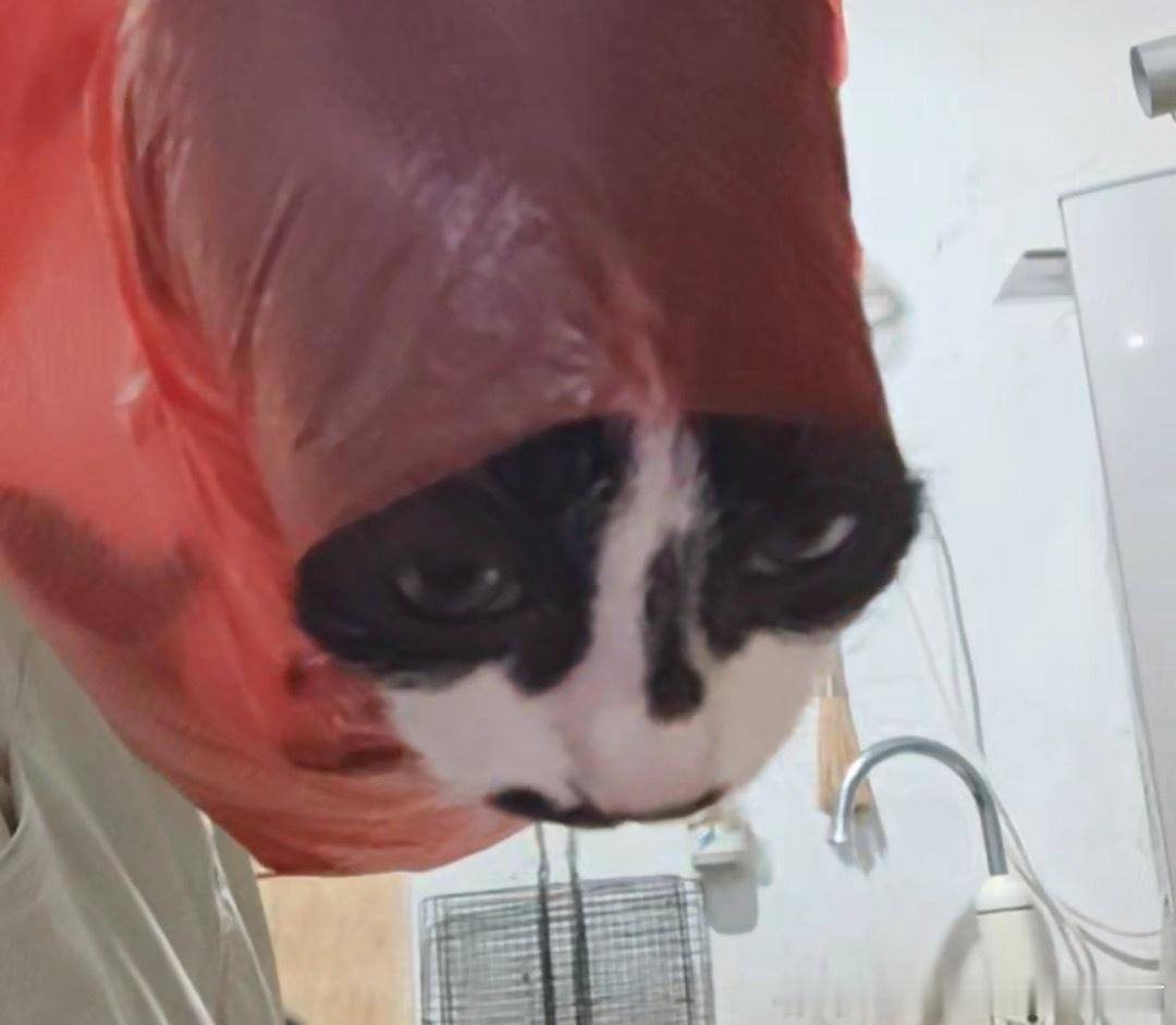 49816【丑猫】小红帽 