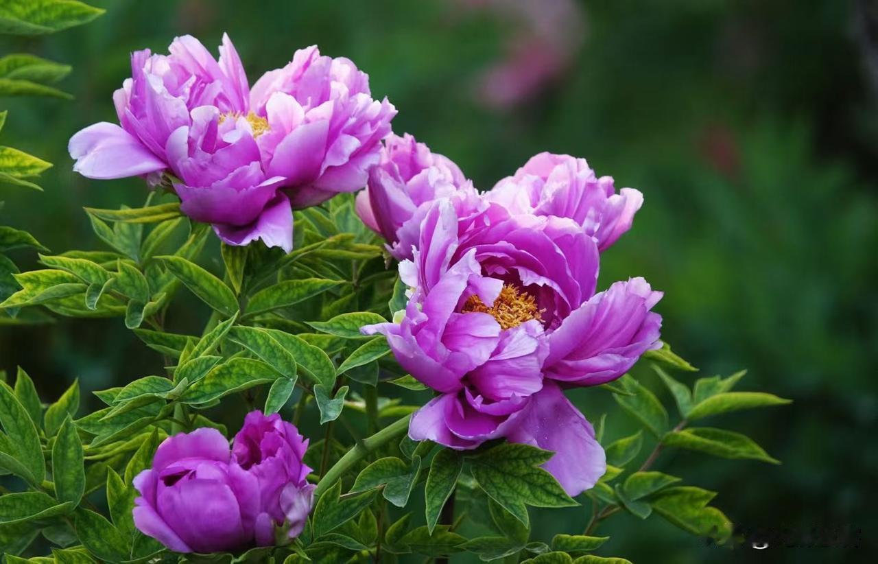 百拍不厌的牡丹每年都是我春天拍摄的主题，而且要去好多地方去拍牡丹，不但喜欢拍牡丹