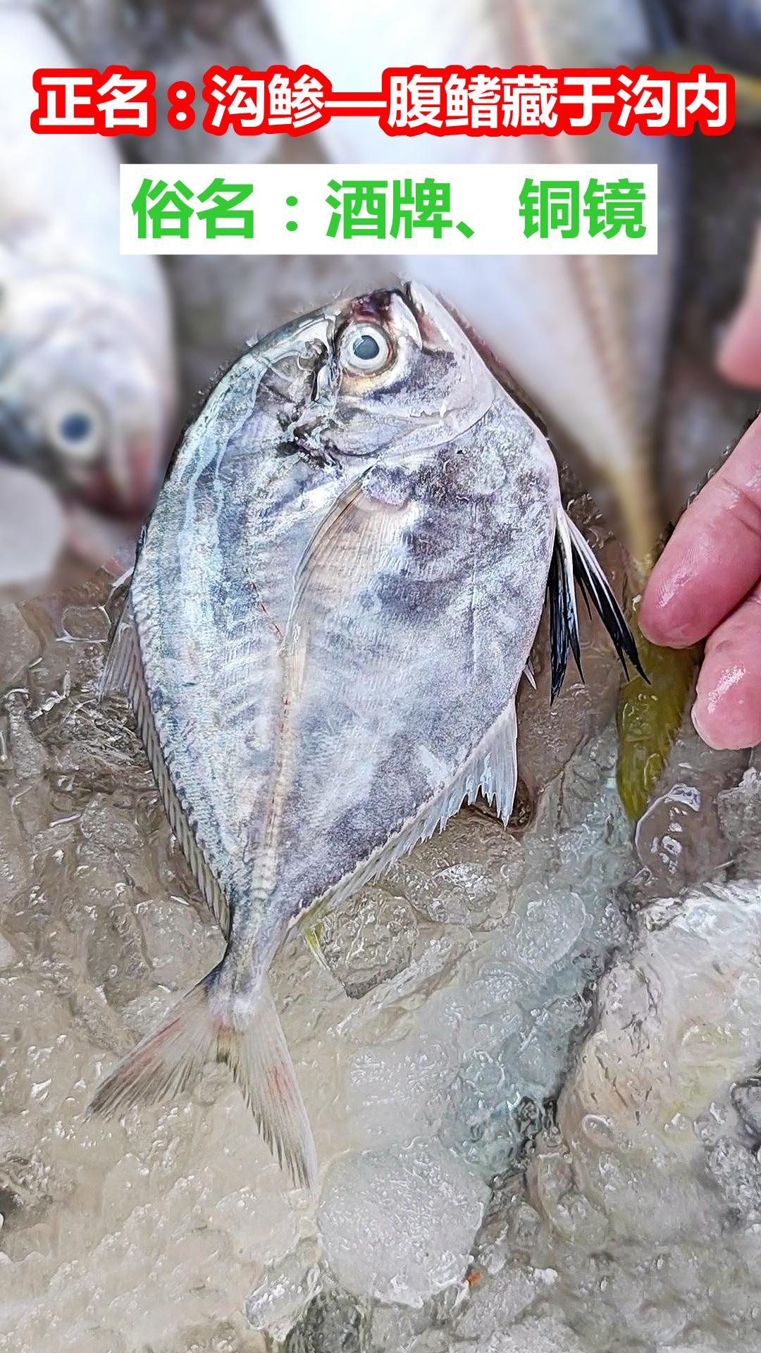 沟鲹，普通杂鱼，俗名“酒牌、铜镜”却有趣

沟鲹是不重要的小杂鱼，但它有两个有趣