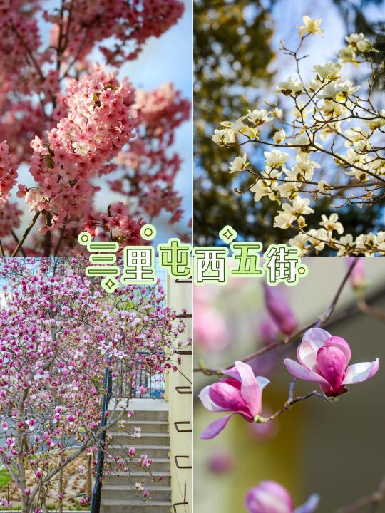 3.25实拍📷三里屯网红小院，院外竟然更美