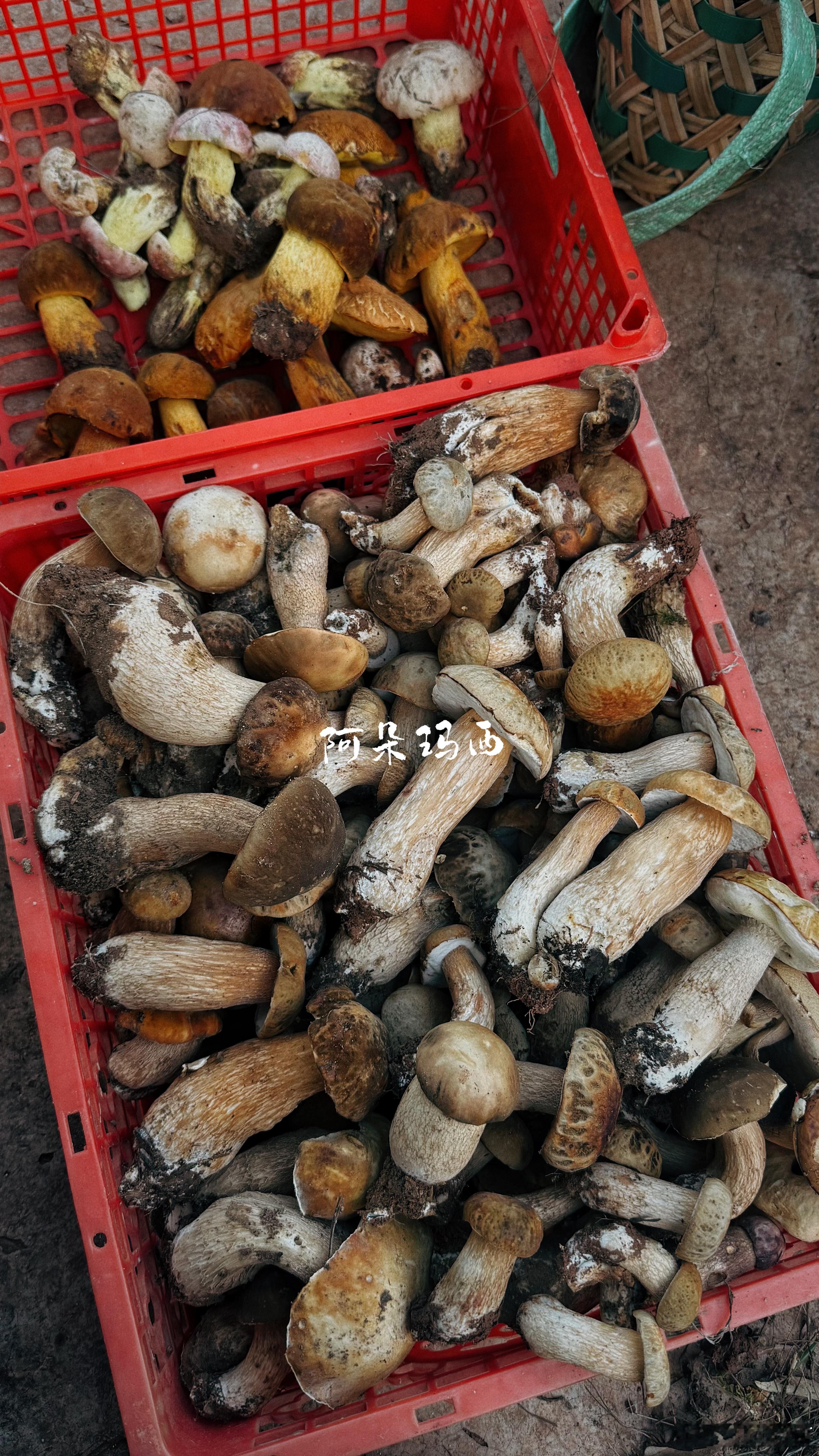 今日份收获✌️ 楚雄·牟定