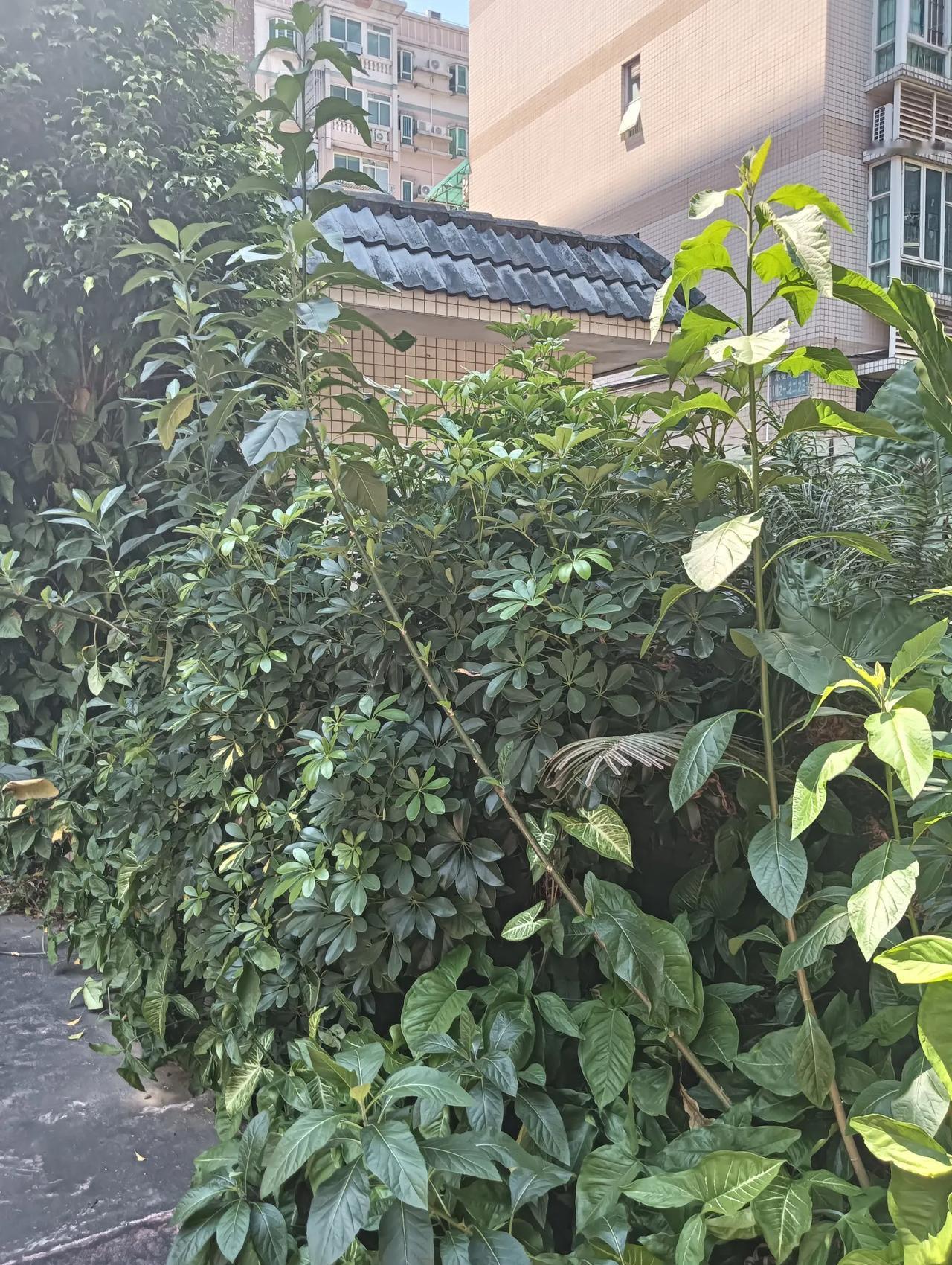 南非叶的知识
南非叶，别名扁桃斑鸠菊，是菊科斑鸠菊属植物。
一、形态特征
1. 