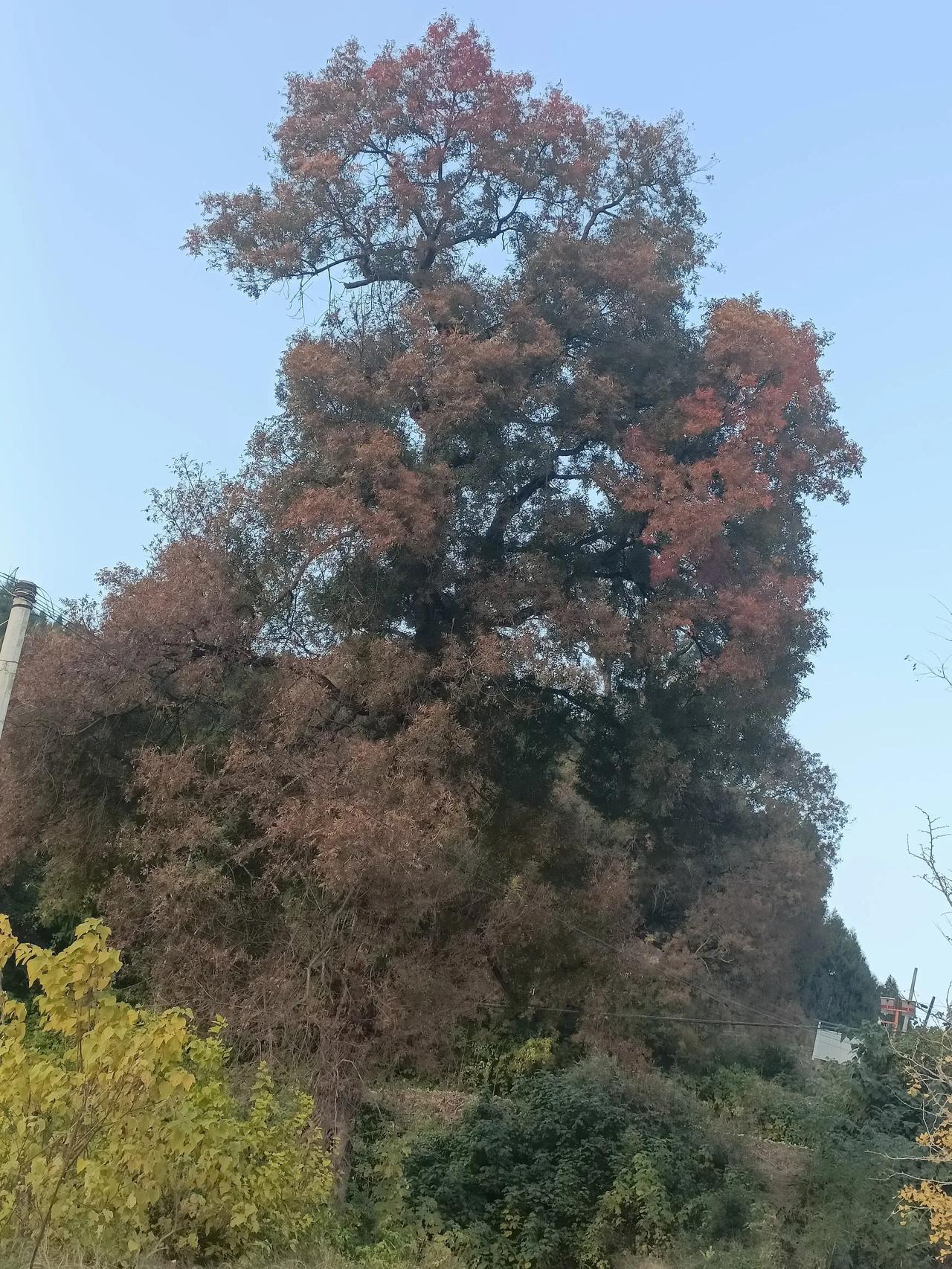 你见过850岁高龄的黄莲木吗？梓潼双峰场因后山上的双峰寺而得名，半山腰的黄莲木群