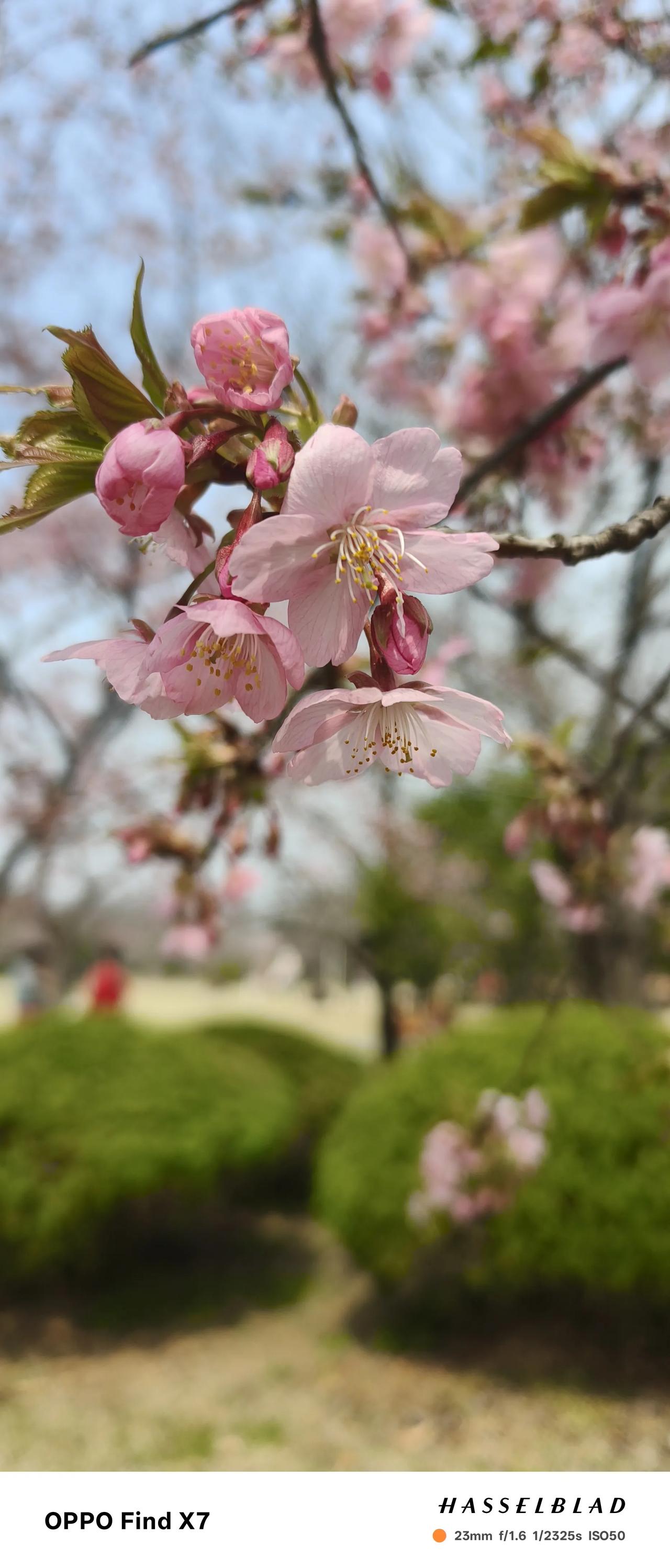 岁岁花相似，赏樱正当时
 
在咱无锡，一提起赏春，那荣氏梅园的梅花和鼋头渚的樱花