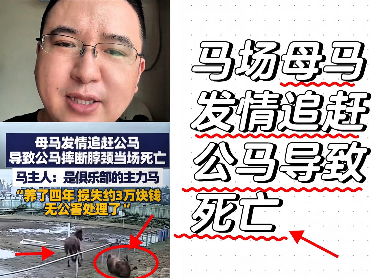 这可能是最悲剧的死法了！安徽一马场内，一匹母马发情疯狂的追逐一匹公马，公马被吓到