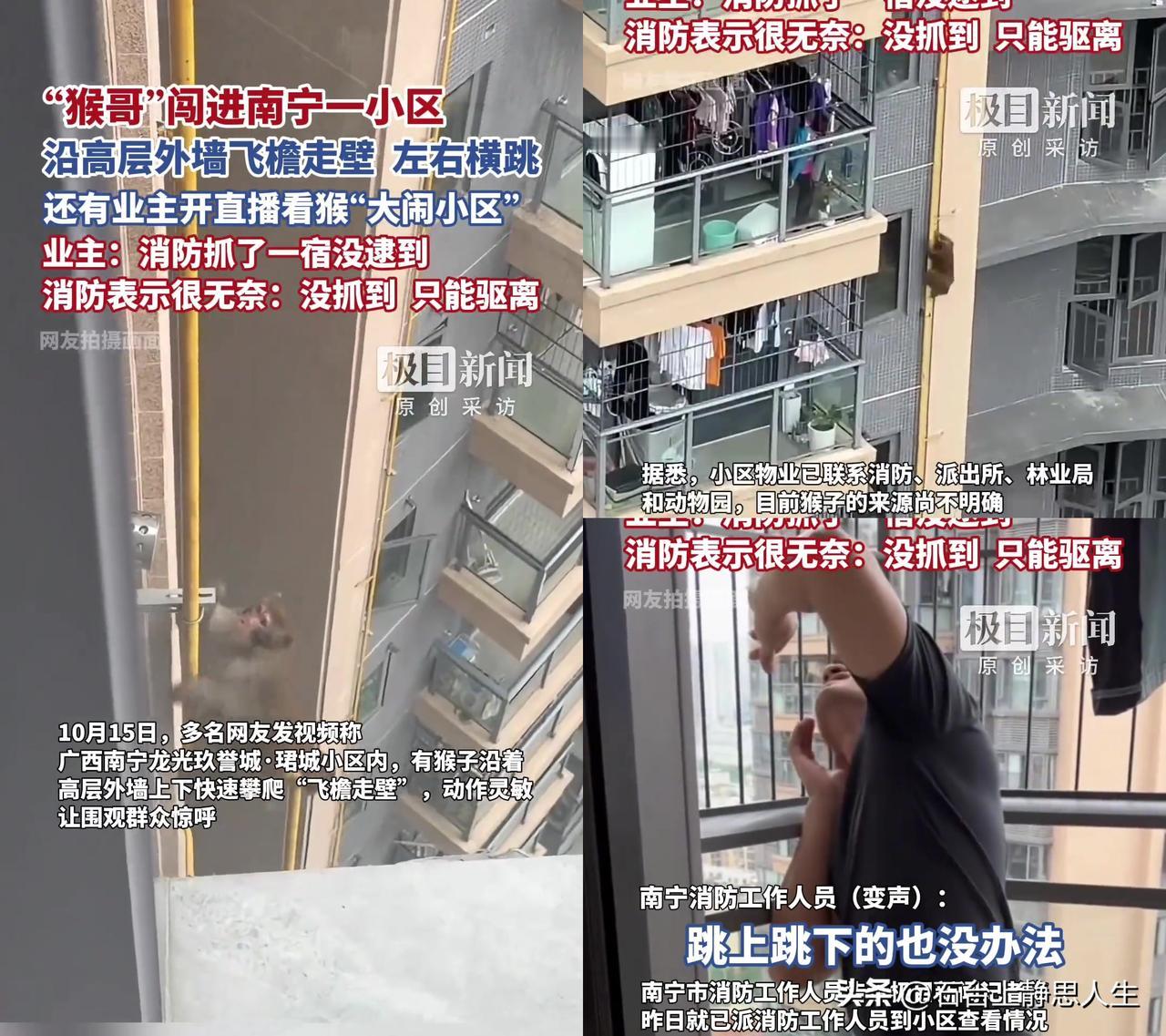 南宁这小区的猴哥，把所有人都整乐了！

高层外墙爬着个野猴，飞檐走壁跟孙悟空