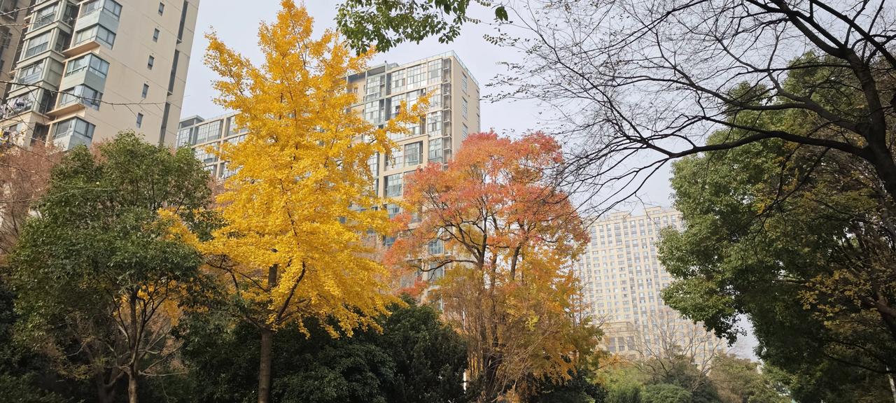 一张图记录通勤路上的美景