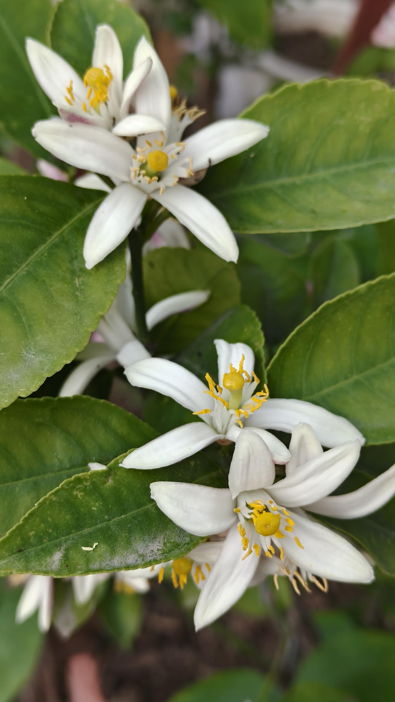 这个是金桔，花蕾是淡紫色，开花了是白色，结的果子是金色。