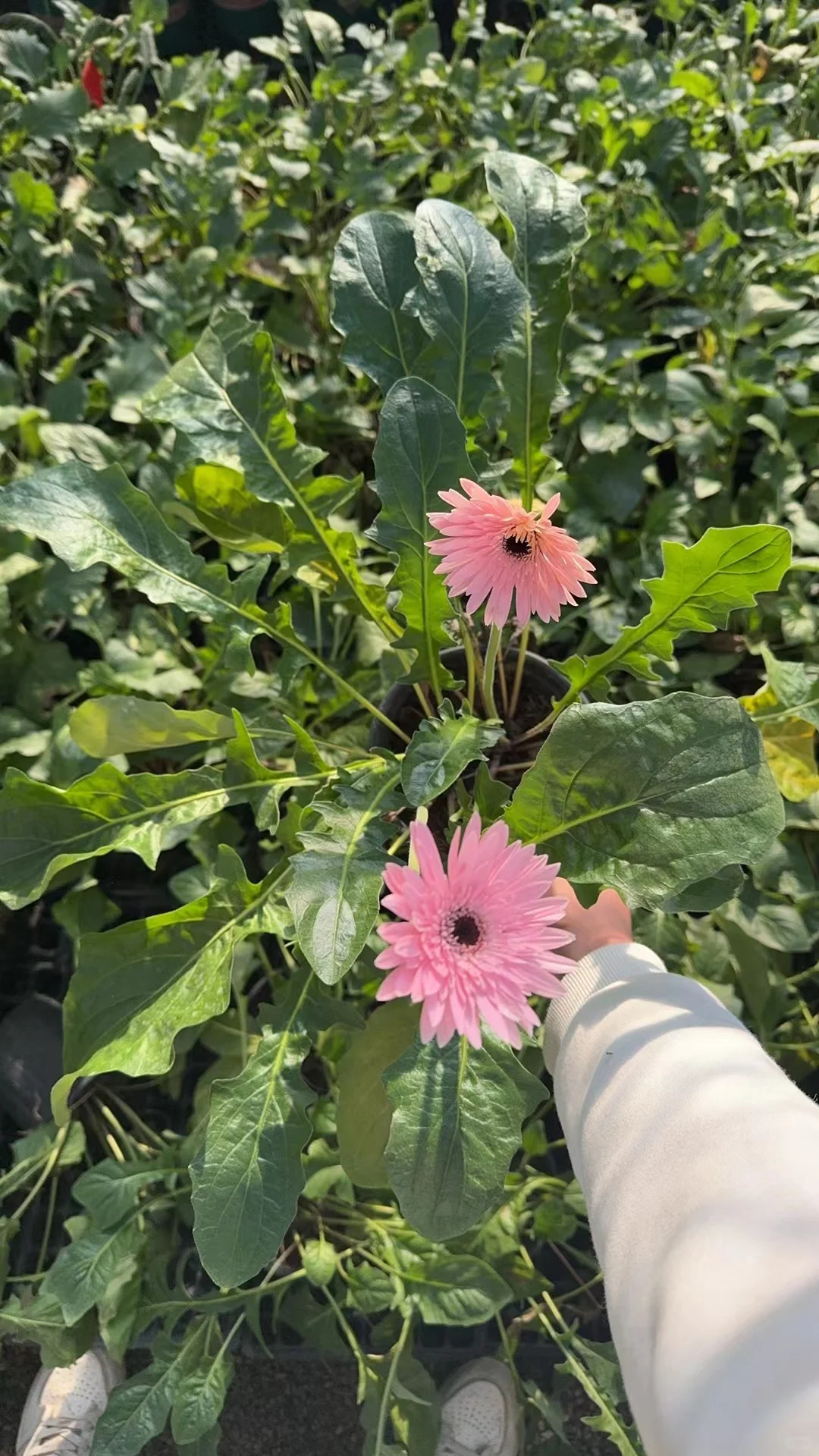 1加仑高杆非洲菊随机2品种25包邮