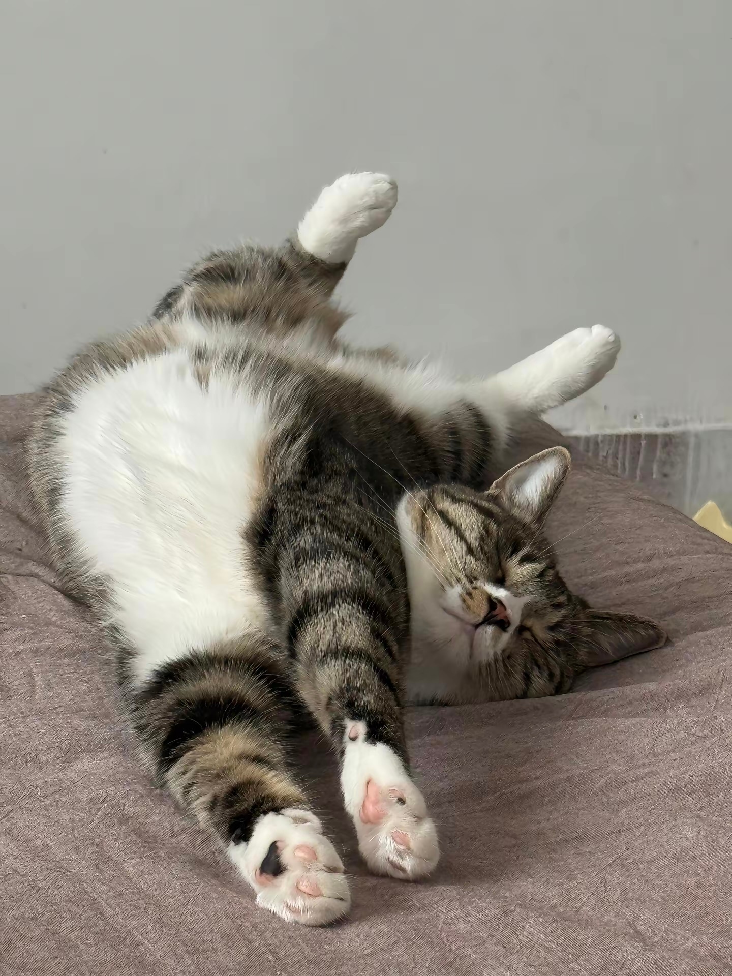 小懒猫伸懒腰