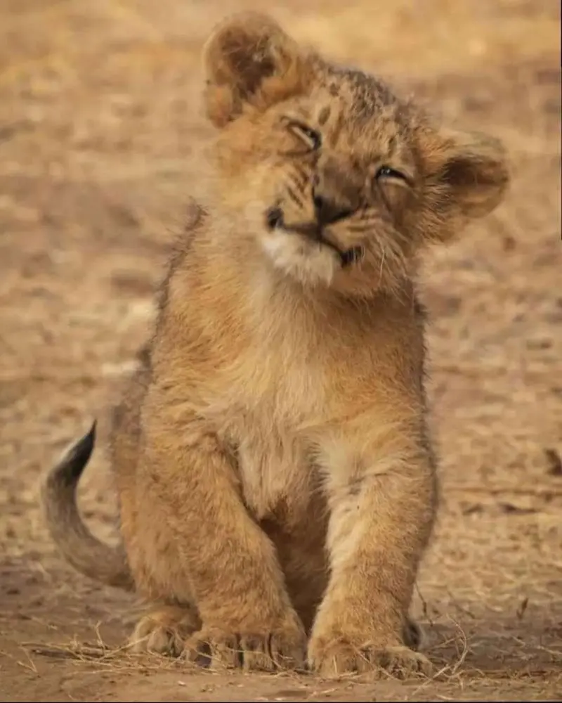 表情丰富的小亚洲狮们。来源于吉尔公园的工作人员拍摄🎬