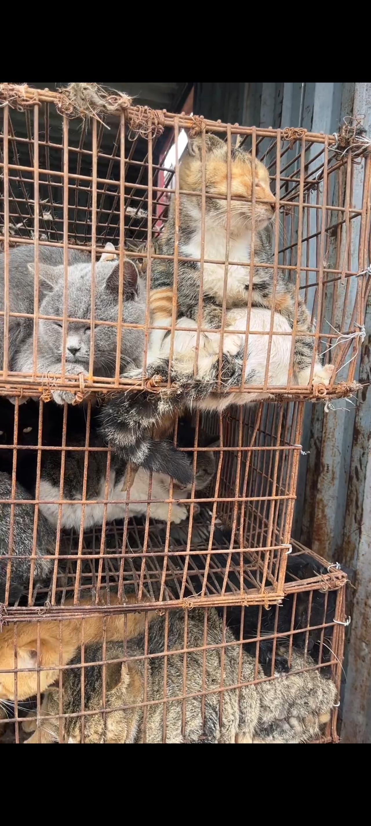 铁笼上面这些沉默寡言，惊魂未定即将等待救援的流浪猫，正是前段时间爱心人士从一辆四