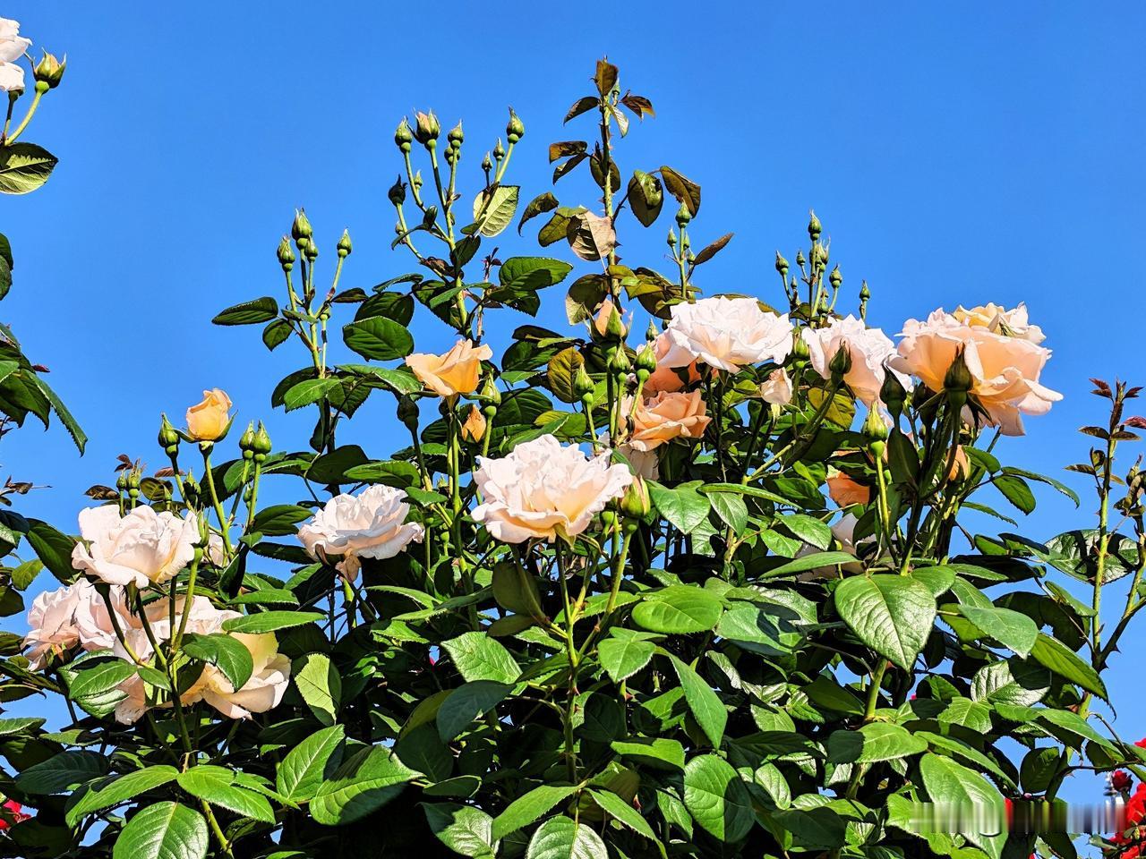 蓝天白云下的浪漫月季，绽放出无尽的美丽与芬芳。🌹💐🌸
