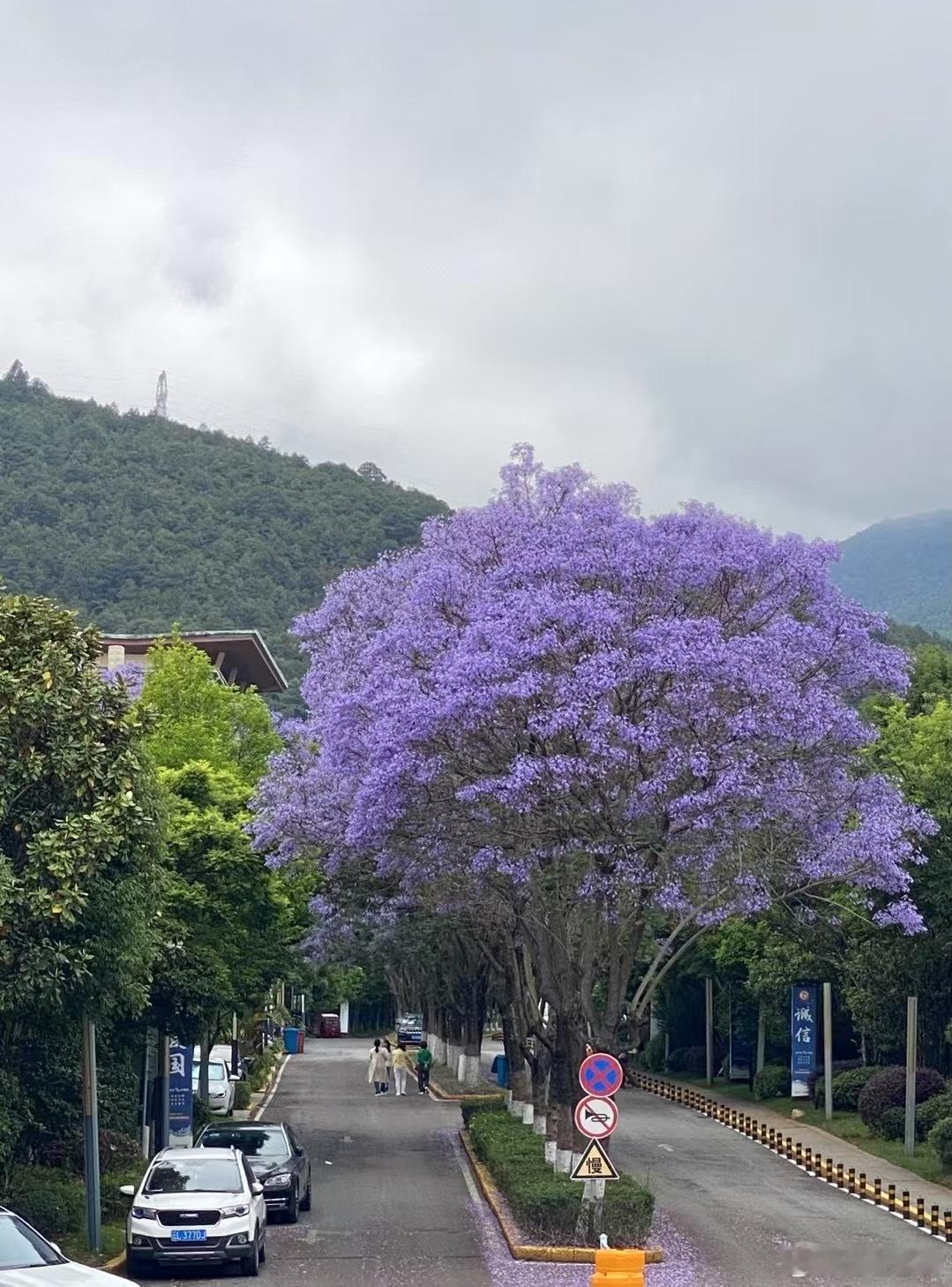 手机摄影[超话]  苍山脚下蓝花楹。旅行摄影[超话]  ​​​