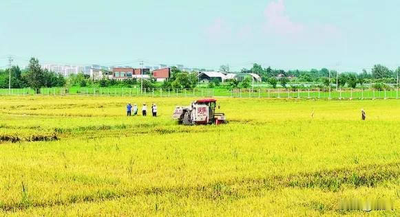 安徽首个早粳稻品平均亩产612.78公斤

日前，合肥市庐江县北圩村的百亩早粳示