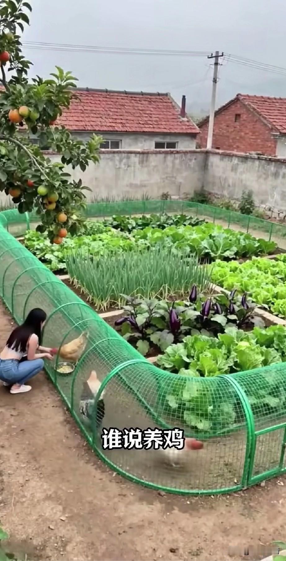 谁说农村养鸡比较多？
现在农村的养鸡手段可高明，
有网友发明了这种笼子，
将自己