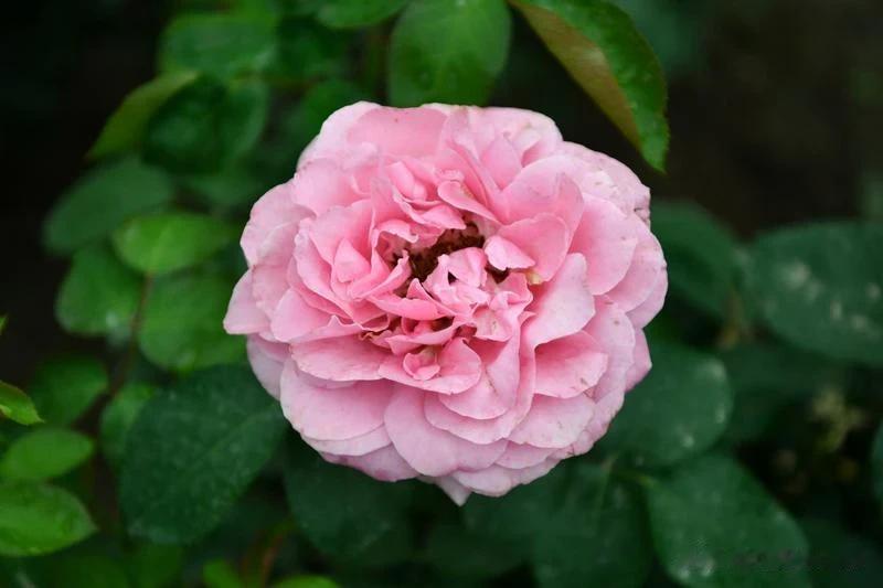 月季是北京市的市花，素有“花中皇后”之美誉。从春末到深秋，漫步街头你会发现，无论