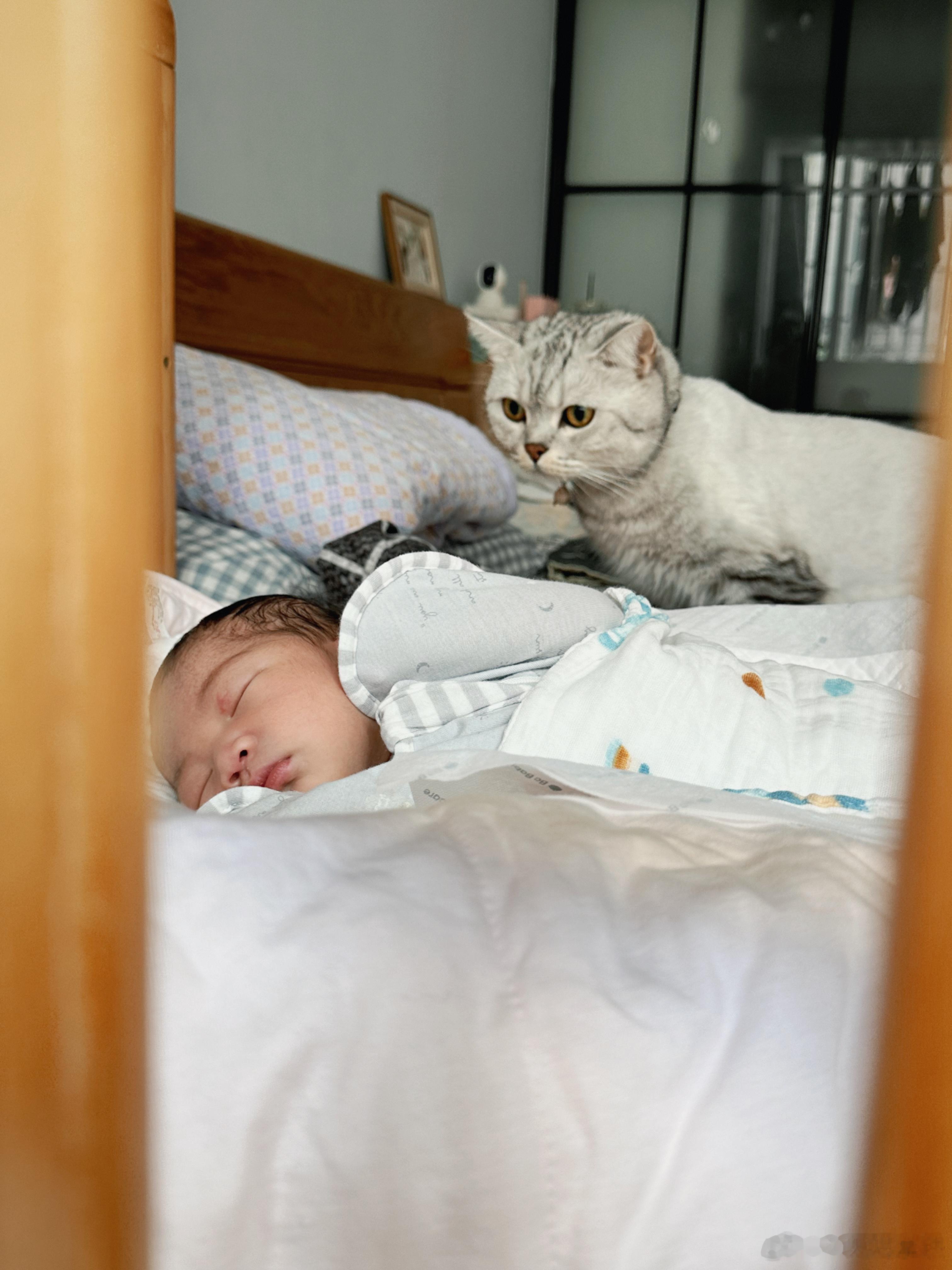 【家有爱猫，迎来新生命小baby，你会怎么做 】探讨下～ ​​​
