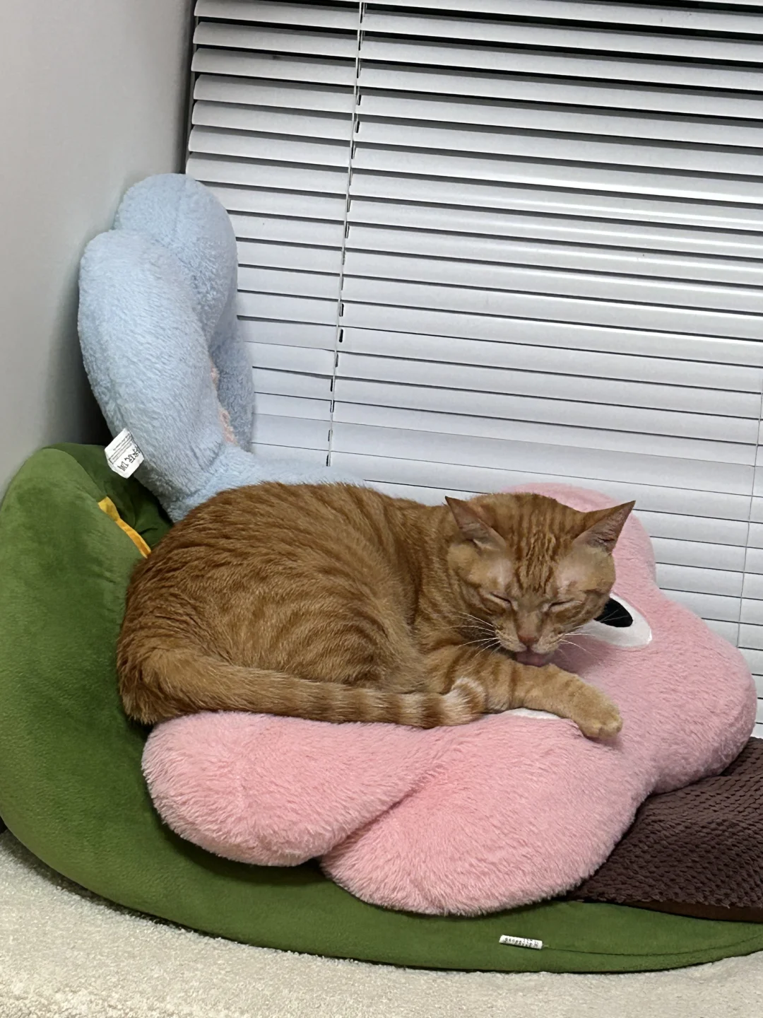 好喜欢我的橘猫啊～～