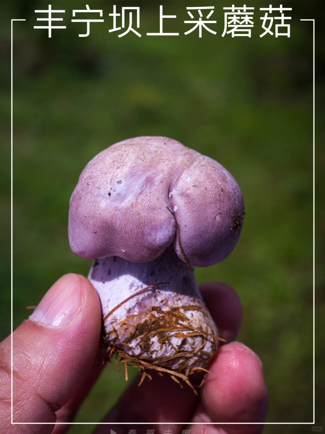 传说中的紫丁香蘑！坝上草原采蘑菇攻略来了