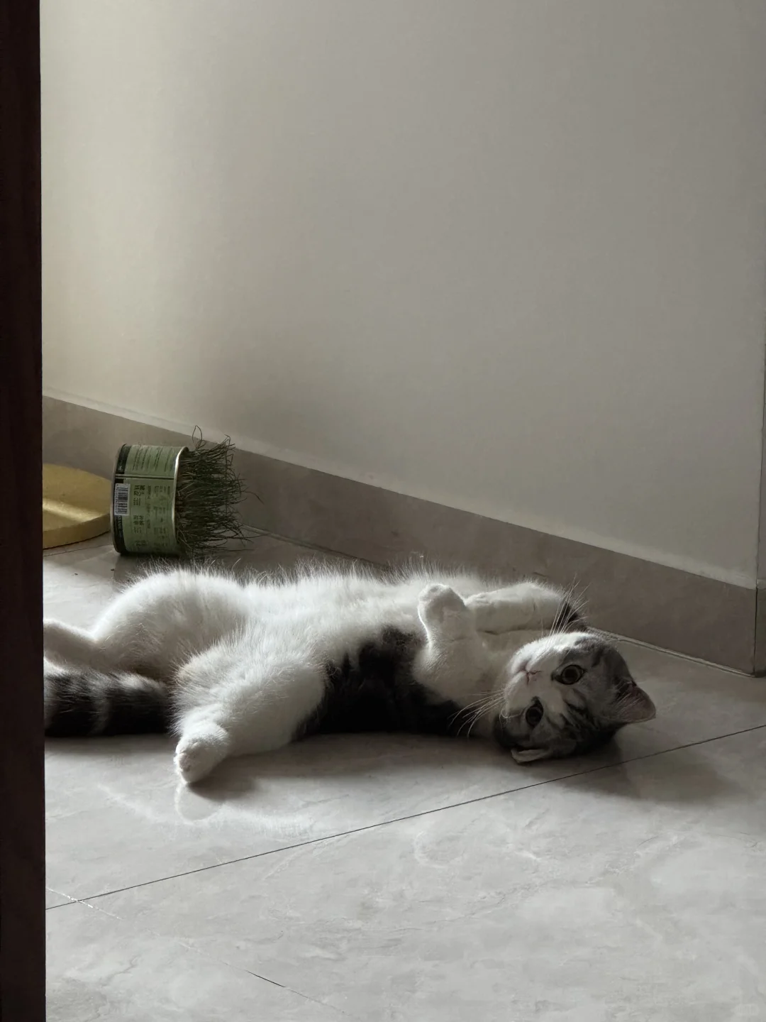 猫草碰瓷我麻麻 不是我弄倒的