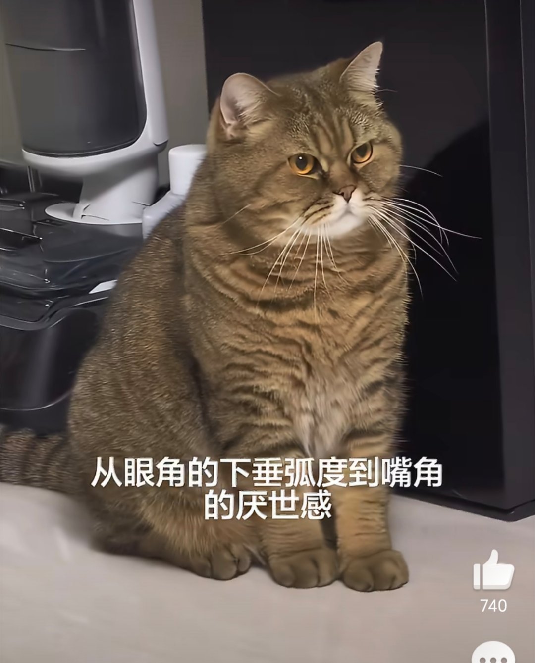 小猫的面相真的会随主人想知道这只猫的主人长什么样