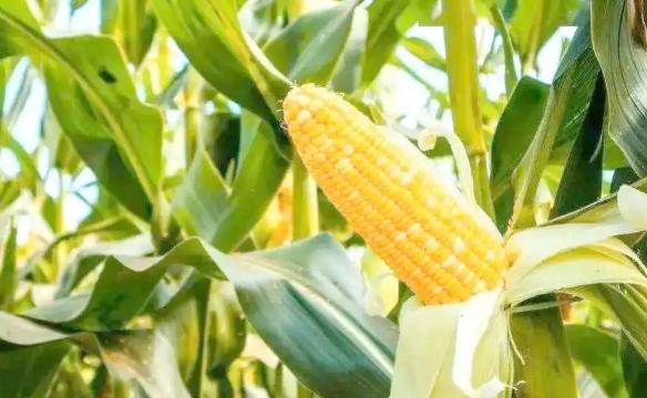 玉米为什么被称为"末日作物"？90%的人不知道，玉米的亩产量远比水稻和小麦高得多