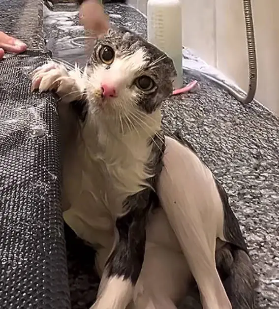 纯素颜。