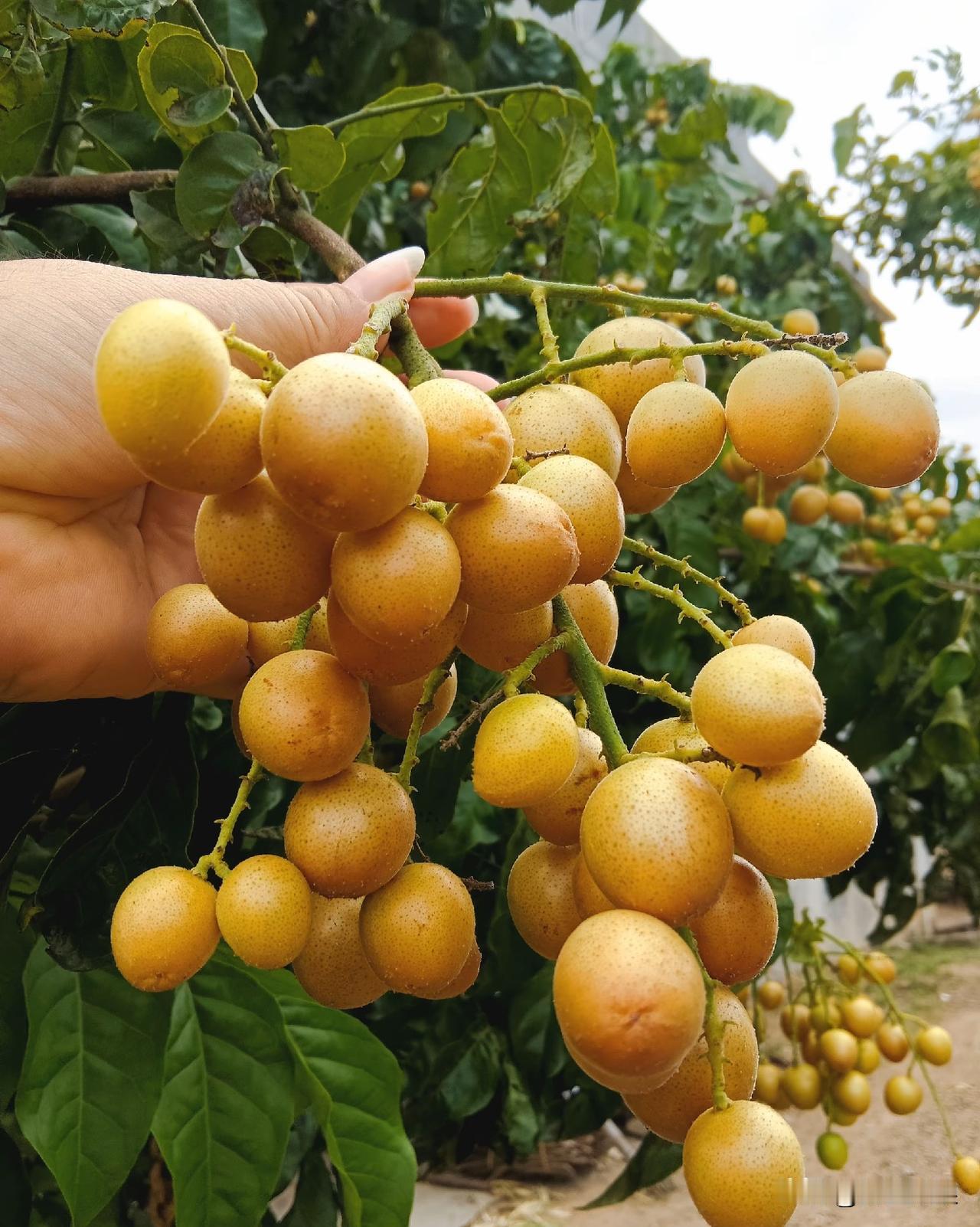 我嗜酸，几年前闺蜜从莆田带回来的黄皮果，让我记住了它甜中带酸的味道。咬一口，精神
