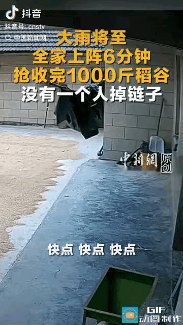 男女老幼齐上阵
誓与老天争稻穗