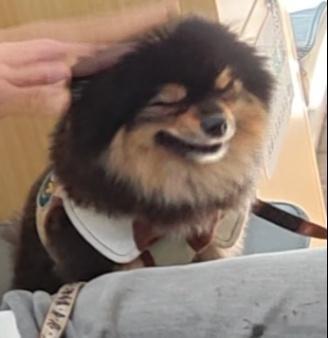 养狗人听到狗子呕吐的声音估计都有条件反射半夜听到动静我蹭一下就坐起来了有啥别有病
