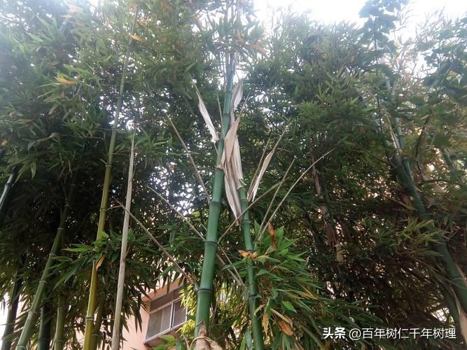 上联：青笋破土，数节新竹似滴翠；
下联：红蕖出水，满池清香欲销魂。