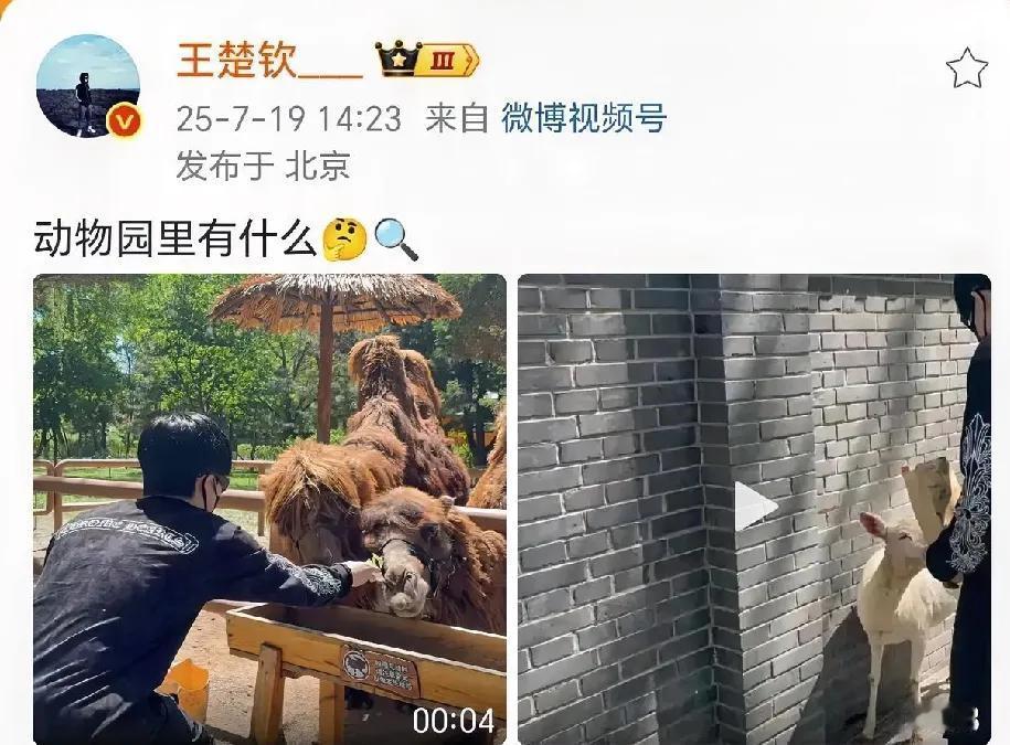 王楚钦太可爱了，
跟动物们互动好有爱，
看着也好心酸。

王楚钦发微博了，
他去