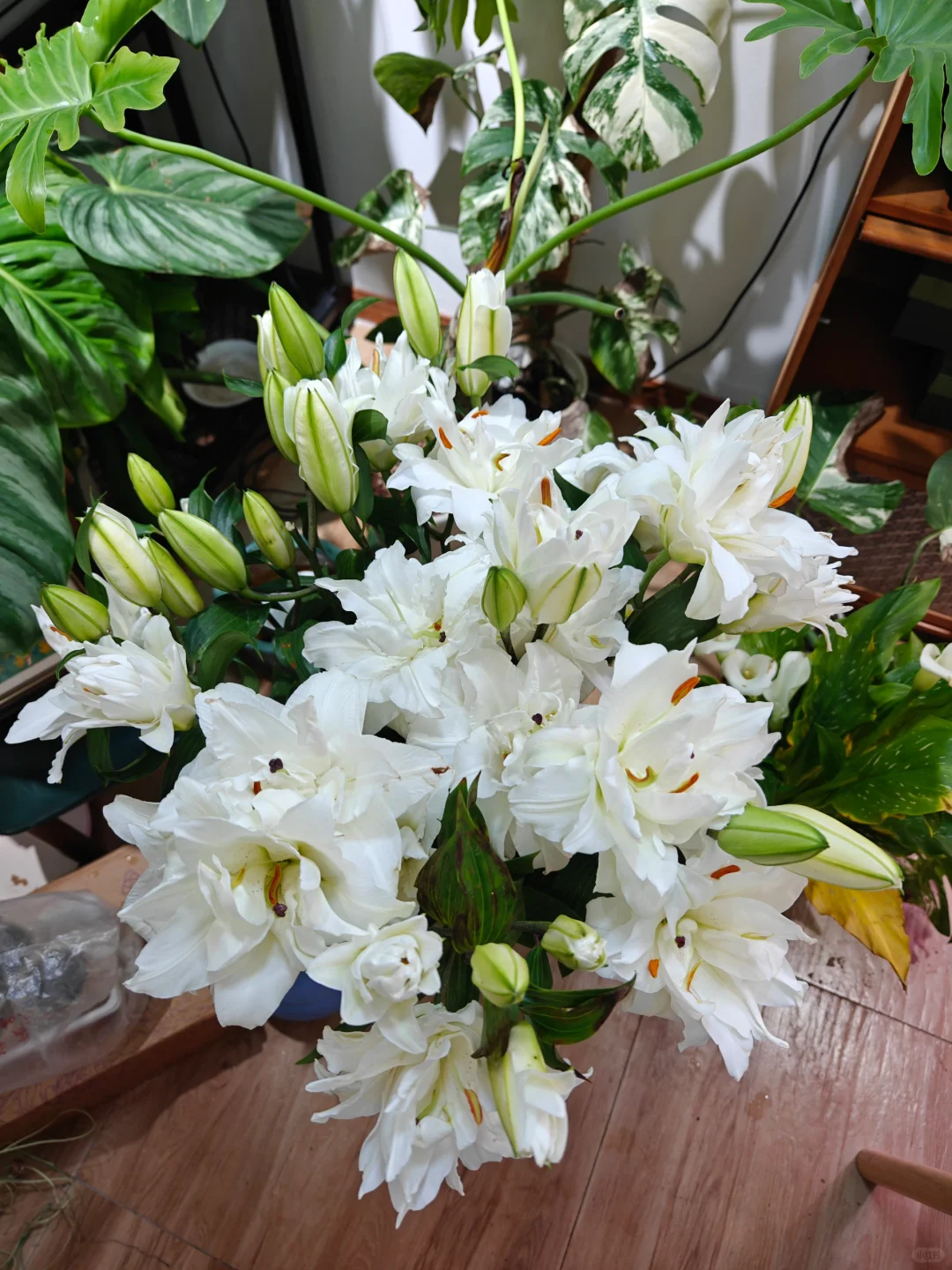 滑雪板百合