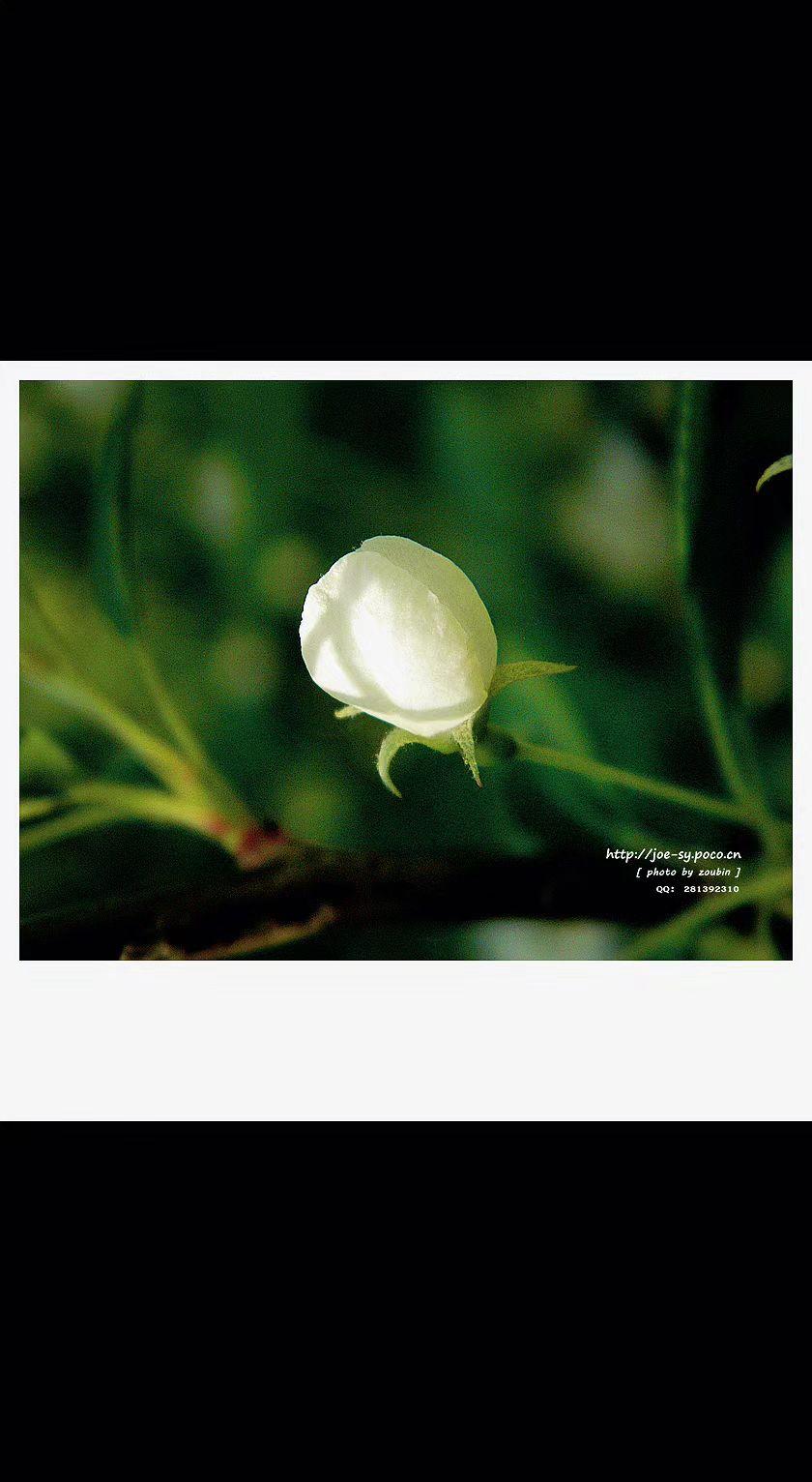🌿月光揉碎在花苞上，像谁把心事裹进了春的襁褓。静候绽放，是时光最温柔的留白✨
