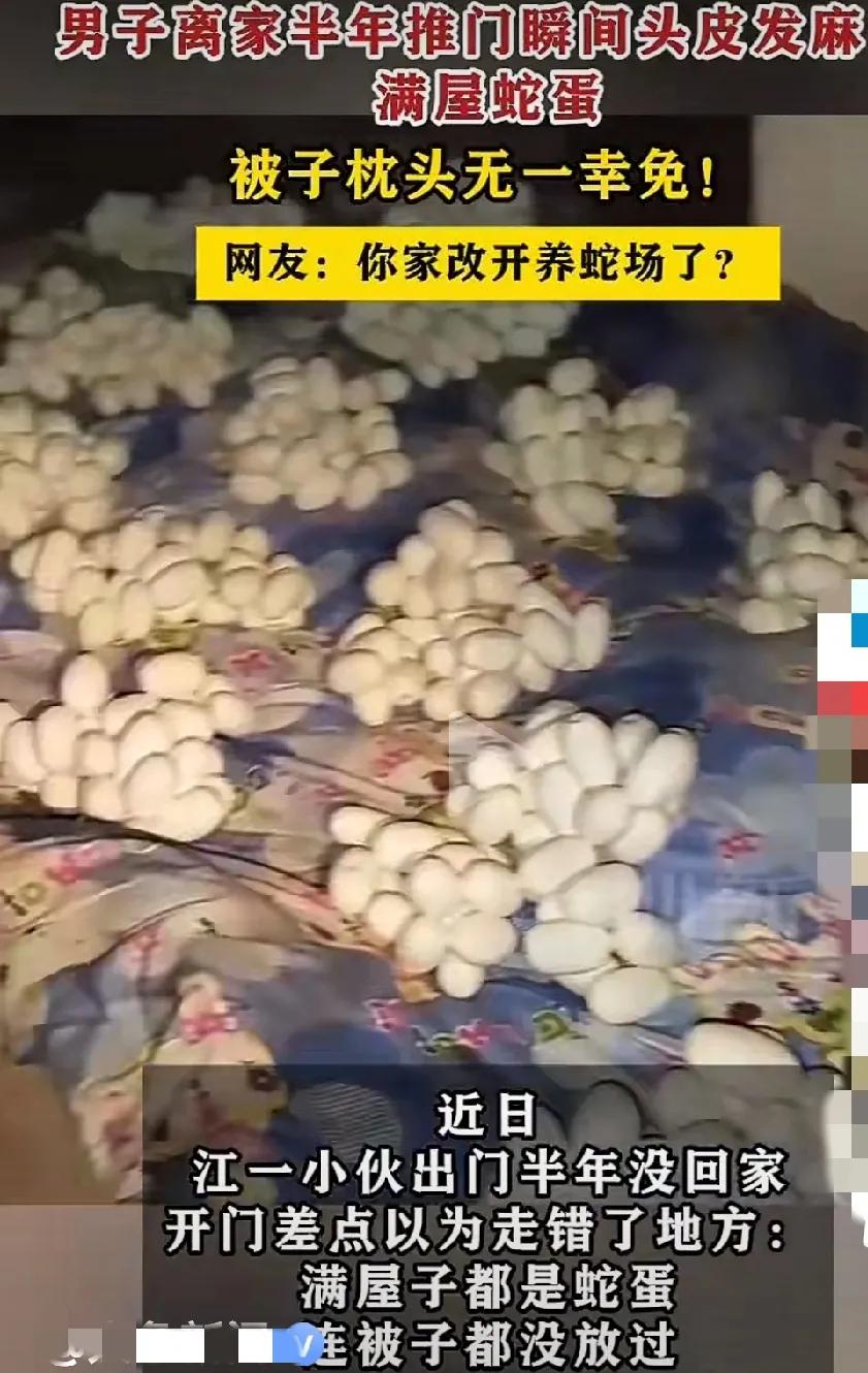 真的？假的呀？真的话就是狂蟒之灾呀！这家得和蛇有多大仇恨呐！不过，要是没仇恨的话