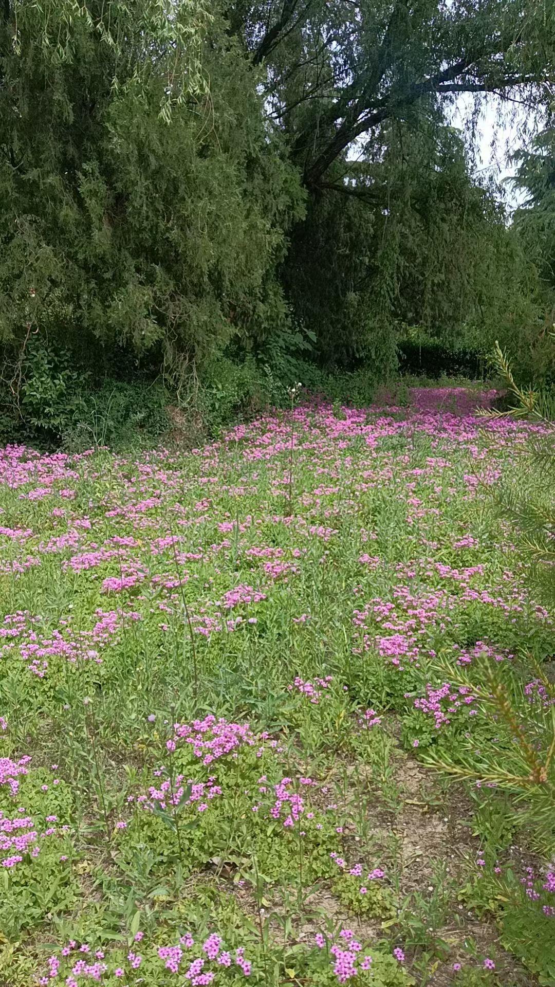 分享手机里的花花草草