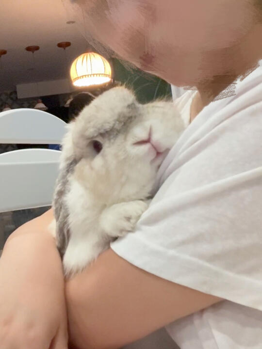 小兔生气全过程（往后翻