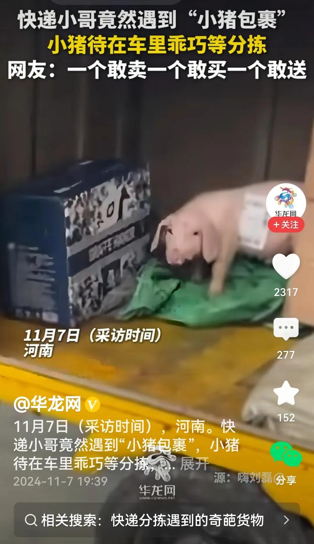 #快递小哥遇到“小猪包裹”#
还真是小猪乘快递，评几句：
稀奇稀奇真稀奇，
小猪