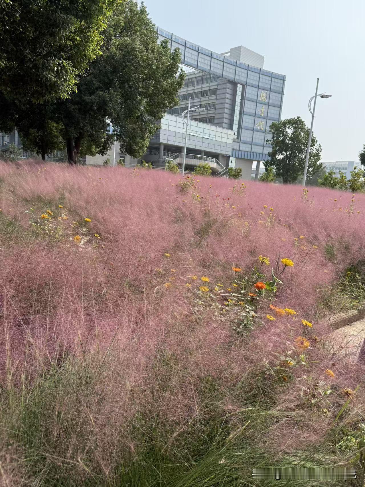 孩子的校园里，连一片草坡都是温柔的风景
 
这是孩子大学校园里的一处草坡，粉黛乱