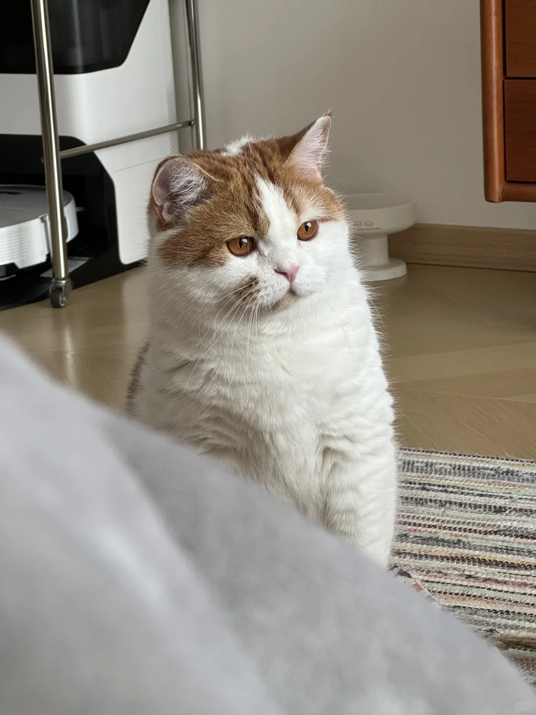 可可爱爱的专注小猫
