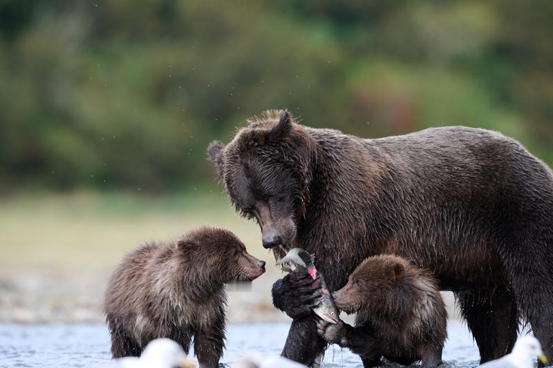 这俩棕熊的厮杀看着太刺激了！就像新闻里那两头在俄罗斯堪察加半岛为争夺霸权大战的棕
