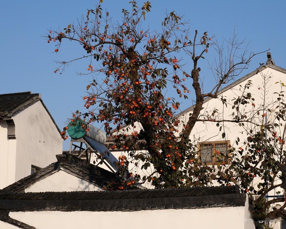 今天路过北寺塔地铁站，想起站外的那棵网红杮子树，便专门过去看看。

但是这里已没