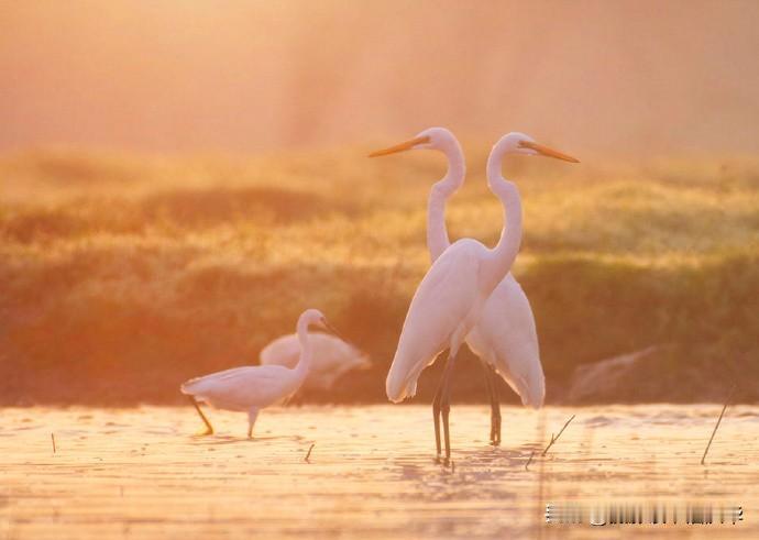 【晨光中的白鹭摄影作品】
摄影师：Nature images
